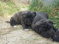 cucciolo cane corso nero